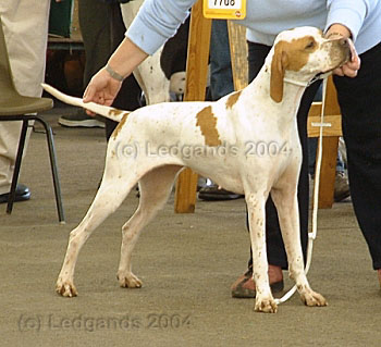 3rd Special Yearling Bitch